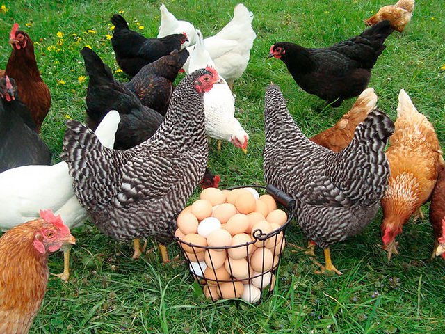 Содержание кур и уход за ними | ЗооТом - продажа, вязка и услуги для животных в Камне-на-Оби