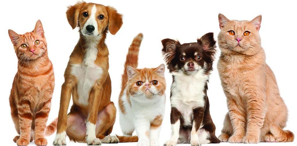 Доска объявлений о животных | ЗооТом - продажа, вязка и услуги для животных в Камне-на-Оби