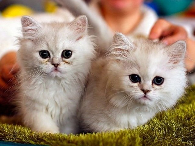 Породы кошек в Камне-на-Оби | ЗооТом портал о животных