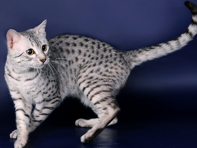 Породы кошек в Камне-на-Оби | ЗооТом портал о животных