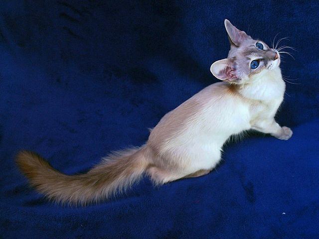 Выведенные породы кошек в Камне-на-Оби | ЗооТом портал о животных