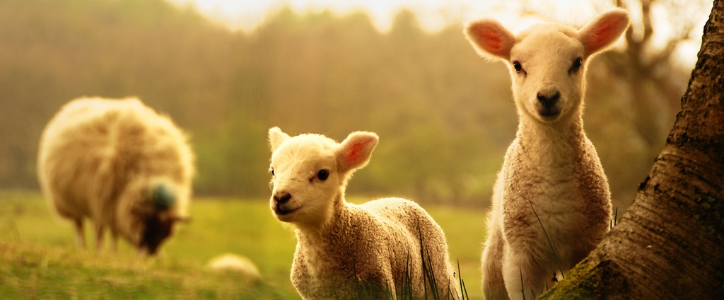 Объявления о сельскохозяйственных животных | ЗооТом - продажа, вязка и услуги для животных в Камне-на-Оби