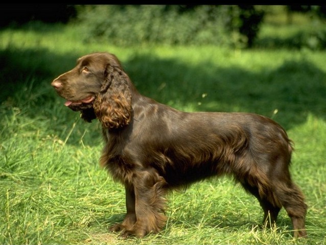 Породы собак в Камне-на-Оби | ЗооТом портал о животных