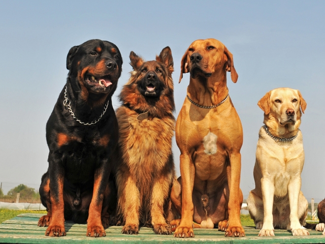 Крупные породы собак в Камне-на-Оби | ЗооТом портал о животных